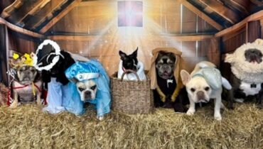 ക്രിയേറ്റീവ് നേറ്റിവിറ്റി സീനിൽ ശ്രദ്ധ പിടിച്ചുപറ്റി ഡേ കെയറിലെ നായകൾ ; എല്ലാവരും ഓരോ  ക്രിസ്മസ് കഥാപാത്രങ്ങൾ