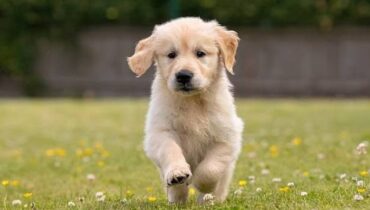 അമേരിക്കയിൽ മൂന്ന് പതിറ്റാണ്ടിന് ശേഷം  വളർത്തുനായ്ക്ക് പേവിഷബാധ,  സ്ഥിരീകരിച്ചത് ഷിക്കാഗോയിൽ