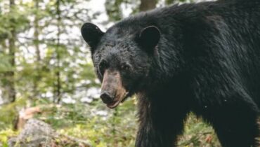 പത്ത് വർഷത്തെ ഇടവേളയ്ക്ക് ശേഷം ഫ്ലോറിഡയിൽ അനുവദിച്ച  കരടി വേട്ട അവസാനിച്ചു