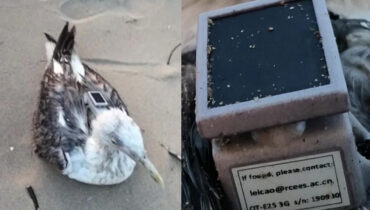 കർണാടക തീരത്ത് ചൈനീസ് ജിപിഎസ് ട്രാക്കിംഗ് ഉപകരണം ഘടിപ്പിച്ച കടൽക്കാക്ക, കണ്ടത് അതീവ സുരക്ഷാ മേഖലയിൽ