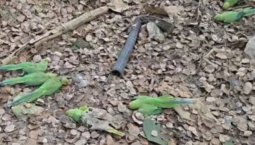 200 തത്തകൾ ചത്തു; അമിതമായ കീടനാശിനി പ്രയോഗമെന്ന് സംശയം