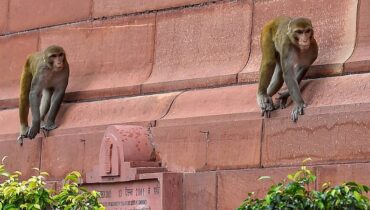 ഡൽഹി നിയമസഭാ മന്ദിരത്തിലെ കുരങ്ങുശല്യം തടയാൻ കുരങ്ങുകളായി മനുഷ്യരെ നിയമിക്കുന്നു