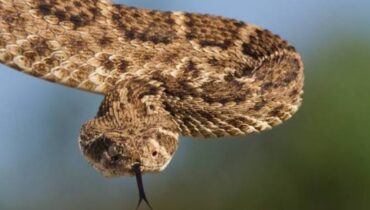 ടെക്സസിലെ ഡെന്റൺ കൗണ്ടിയിൽ ചരിത്രത്തിലാദ്യമായി വെസ്റ്റേൺ ഡയമണ്ട്ബാക്ക് റാറ്റിൽസ്നേക്ക്  വിഷപ്പാമ്പിനെ കണ്ടെത്തി