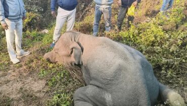 സ്ഫോടക വസ്‌തു വിഴുങ്ങി വായയും ആന്തരാവയവങ്ങളും ചിതറിയ ആന ചരിഞ്ഞു