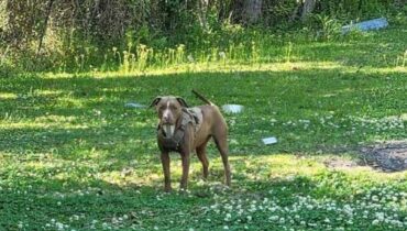 ഹൂസ്റ്റണിലെ ജനവാസ മേഖലയിൽ തെരുവ് നായ്ക്കളുടെ ശല്യം രൂക്ഷം, ഭീതിയിലായി പ്രദേശവാസികൾ