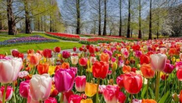 ഇനി നെതർലൻഡ്‌സിൽ പൂക്കളുടെ വസന്തകാലം ; ടുലിപ്പ് സീസണിന് തുടക്കമായി