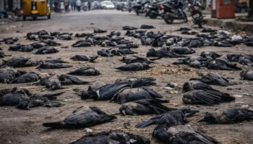 ആയിരത്തിലധികം കാക്കകൾ ചത്തൊടുങ്ങി: പക്ഷിപ്പനി ഭീതിയിൽ തമിഴ്നാട്; സംസ്ഥാനവ്യാപകമായി ജാഗ്രതാ നിർദ്ദേശം