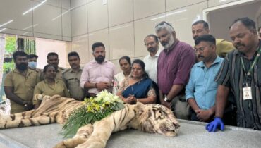 ‘മലർ’ ഇനിയില്ല, ഒരു വ്യാഴവട്ടക്കാലമായി തലസ്ഥാനത്തെ കാഴ്ച കാണാൻ എത്തുന്നവരുടെ പ്രിയങ്കരി! മൃഗശാലയിലെ വെള്ളക്കടുവ ചത്തു