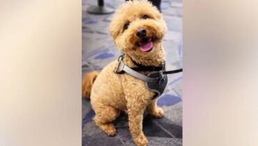 ലാസ് വെഗാസ് വിമാനത്താവളത്തിൽ നായയെ ഉപേക്ഷിച്ചു; 32കാരിക്കെതിരെ കേസ്