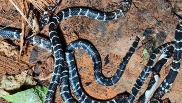 വീടുകൾക്കുള്ളിൽ പാമ്പുകളെ കണ്ടെത്തുന്നത് കൂടുന്നു;  കുട്ടികളുടെ തലയണയ്ക്ക് അടിയിൽ വെള്ളിക്കെട്ടൻ പാമ്പിനെ കണ്ടെത്തി