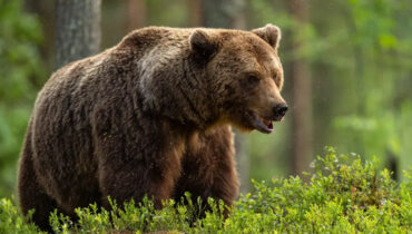 പരിശീലനത്തിനിടെ കരടിയുടെ ആക്രമണം: അലാസ്കയിൽ രണ്ട് യുഎസ് സൈനികർക്ക് പരുക്ക്