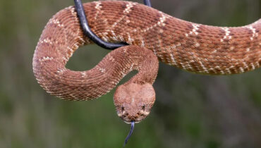 ഉത്തര കാലിഫോർണിയയിൽ പാമ്പ് കടിയേറ്റ് വയോധിക മരിച്ചു; കാലിഫോർണിയയിൽ ഈ വർഷം മൂന്നാമത്തെ മരണം