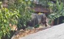 അങ്കമാലി കിടങ്ങൂരിൽ ആനയിടഞ്ഞ് ലോറി ഡ്രൈവറെ  ചവിട്ടി കൊന്നു
