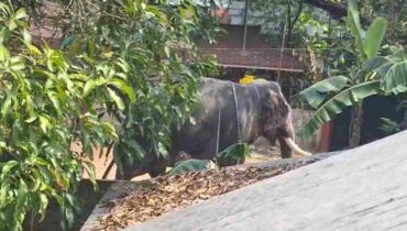 അങ്കമാലി കിടങ്ങൂര്‍ ശ്രീ മഹാവിഷ്ണു ക്ഷേത്രത്തില്‍ ആനയിടഞ്ഞ് പാപ്പാനെ ചവിട്ടി കൊന്നു