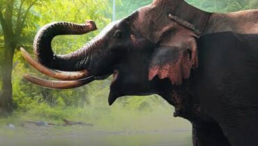 ഇരിങ്ങാലക്കുടയിലും ആനയിടഞ്ഞു;  കൂടല്‍മാണിക്യം ക്ഷേത്രത്തില്‍ ഉത്സവത്തിന് എത്തിച്ച  ആന രണ്ടാം പാപ്പാനെ ചവിട്ടിക്കൊന്നു
