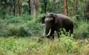 വീണ്ടും കാട്ടാന ആക്രമണം; കോതമംഗലത്ത് ഒരാള്‍ കൊല്ലപ്പെട്ടു