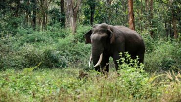 വീണ്ടും കാട്ടാന ആക്രമണം; കോതമംഗലത്ത് ഒരാള്‍ കൊല്ലപ്പെട്ടു