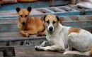 തെരുവുനായ നിയന്ത്രണം; ദയാവധം ചെയ്യാമെന്ന സുപ്രീം കോടതി നിർദേശം നടപ്പാക്കാൻ കേരളം, തദ്ദേശസ്ഥാപനങ്ങൾക്ക് അനുമതി