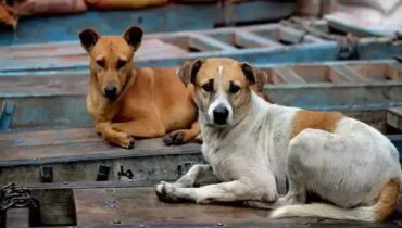 തെരുവുനായ നിയന്ത്രണം; ദയാവധം ചെയ്യാമെന്ന സുപ്രീം കോടതി നിർദേശം നടപ്പാക്കാൻ കേരളം, തദ്ദേശസ്ഥാപനങ്ങൾക്ക് അനുമതി