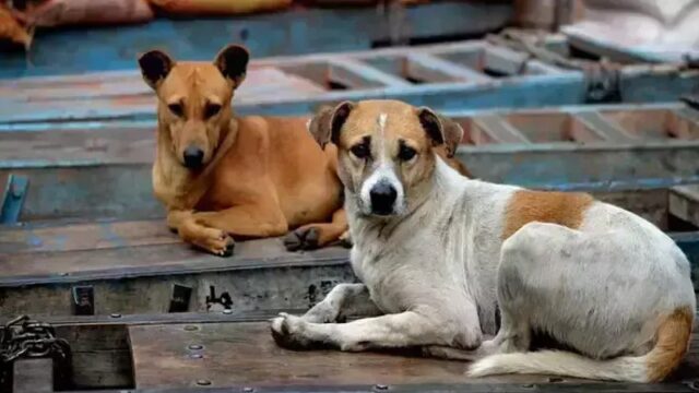 തെരുവുനായ നിയന്ത്രണം; ദയാവധം ചെയ്യാമെന്ന സുപ്രീം കോടതി നിർദേശം നടപ്പാക്കാൻ കേരളം, തദ്ദേശസ്ഥാപനങ്ങൾക്ക് അനുമതി