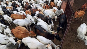 തമിഴ്നാട്ടിൽ ഗോവധ നിരോധന ഉത്തരവിനെതിരെ വിജയ് സർക്കാരിൻ്റെ നിർണ്ണായക നീക്കം; സുപ്രീം കോടതിയിൽ ഹർജി