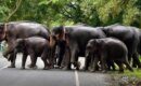 വിളനാശം ചൂണ്ടിക്കാട്ടി ആനത്താരകൾ തടയാനാവില്ല; സുപ്രീംകോടതി
