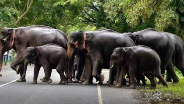 വിളനാശം ചൂണ്ടിക്കാട്ടി ആനത്താരകൾ തടയാനാവില്ല; സുപ്രീംകോടതി