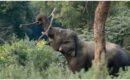 വന്യജീവി ആക്രമണത്തിലെ മരണം: ആശ്രിതർക്കുള്ള നഷ്ടപരിഹാരം 17.5 ലക്ഷമായി ഉയർത്തി സർക്കാർ ഉത്തരവ്