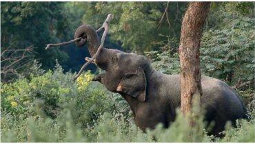 വന്യജീവി ആക്രമണത്തിലെ മരണം: ആശ്രിതർക്കുള്ള നഷ്ടപരിഹാരം 17.5 ലക്ഷമായി ഉയർത്തി സർക്കാർ ഉത്തരവ്
